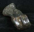 Woolly Rhinoceros Toe Bone - Late Pleistocene #3451-2
